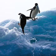 "Acrobatic Penguin Antarctica" michealofiachra, coll. Vetta , Getty Images