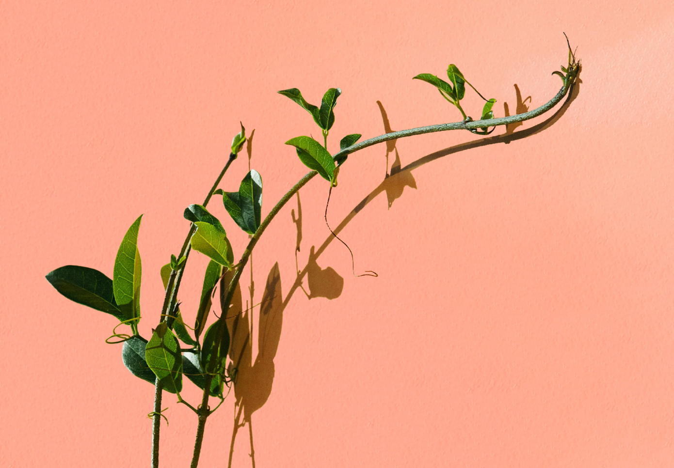 Photo Jason Leung, Unsplash